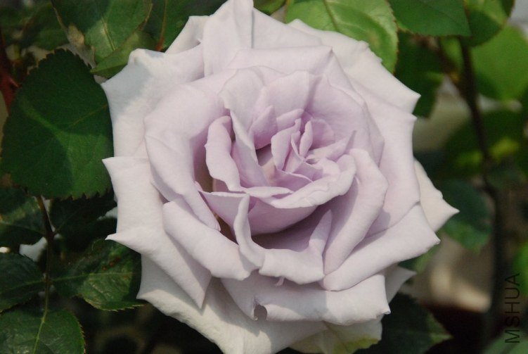 DSC_0322.JPG