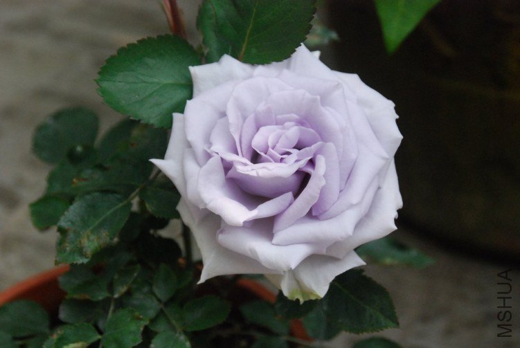 DSC_0323.JPG