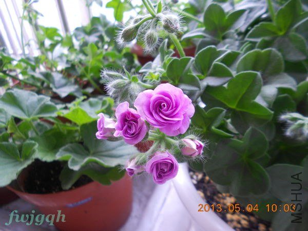 ��������õ�� (3)_����.jpg