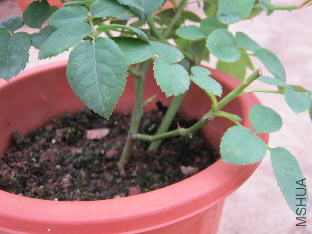 IMG_2850.JPG