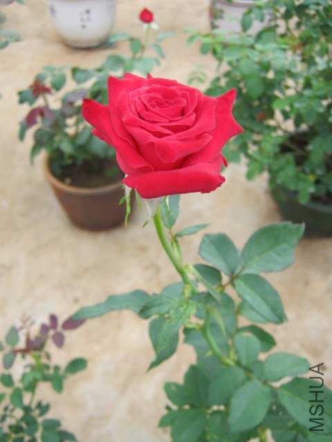 IMG_2854.JPG