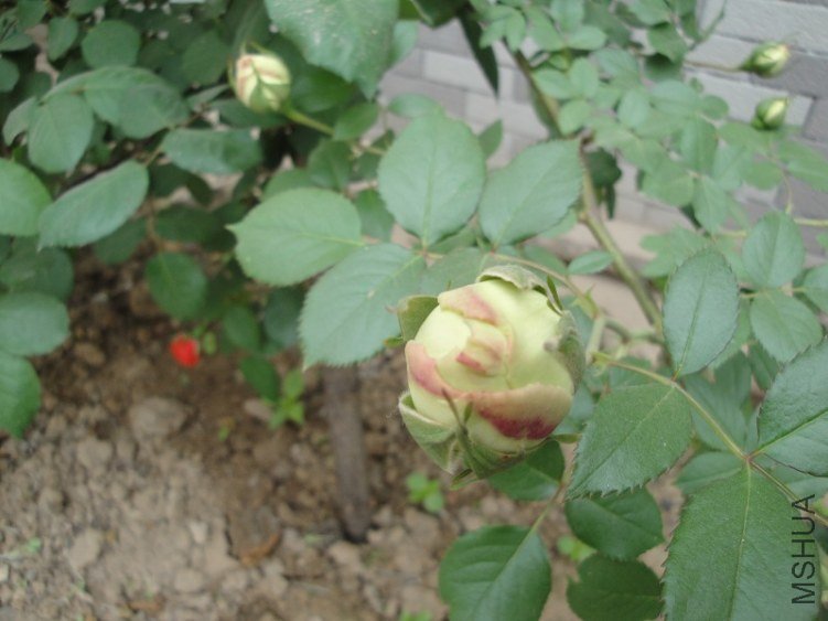 DSC02158.JPG