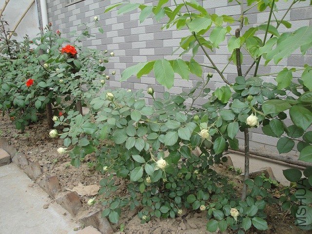 DSC02160.JPG