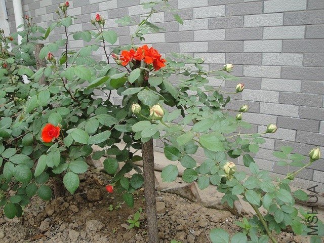 DSC02159.JPG