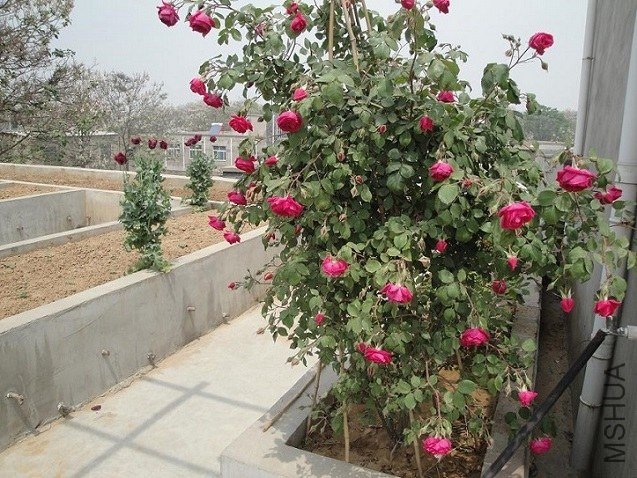 DSC02249.JPG