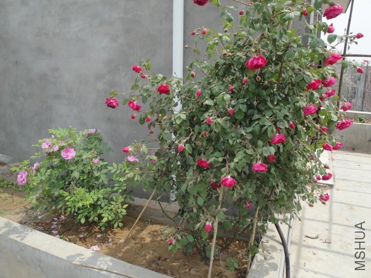 DSC02250.JPG
