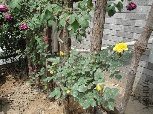 DSC02245.JPG