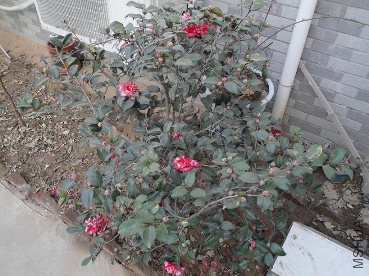 ����2012.12.8.JPG