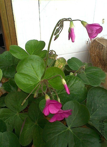 IMAG0712.jpg