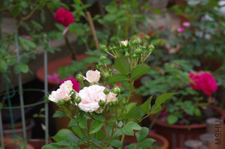 IMGP5848.JPG
