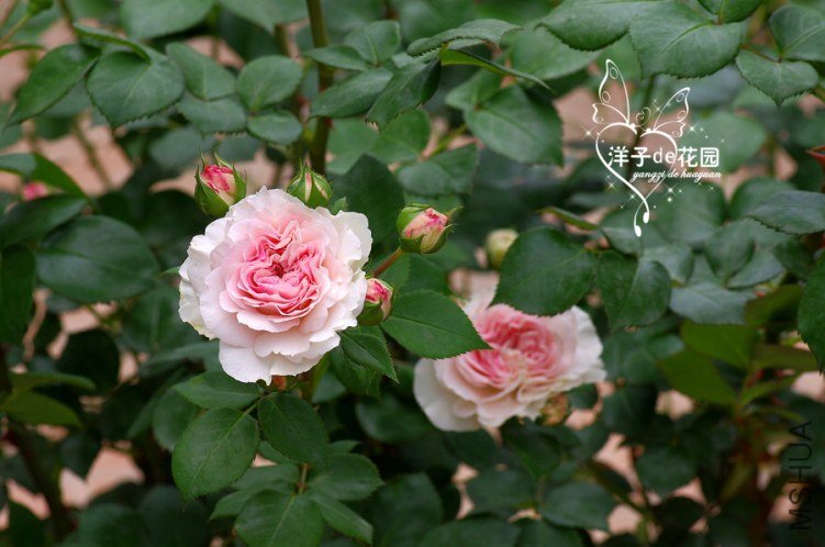 IMGP5855.JPG