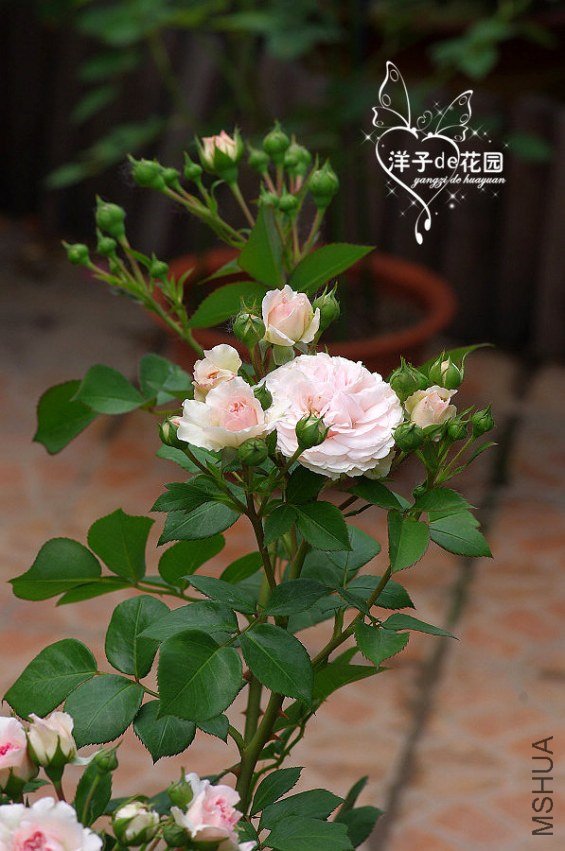 IMGP5857.JPG