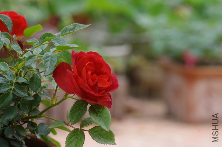 IMGP5835.JPG