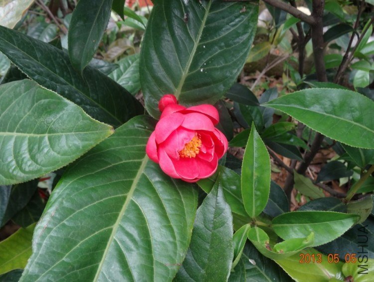 QQͼƬ20130505123133.jpg