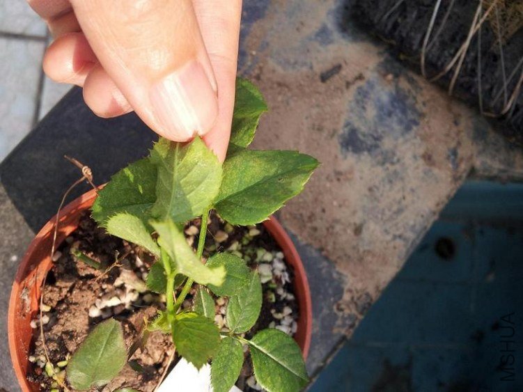 ���棬���������ɫС��