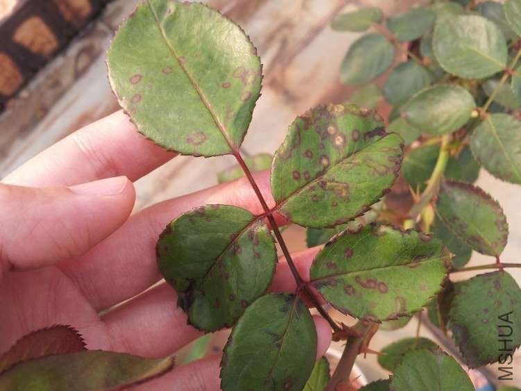 ������ǰ�ź��ˣ������ָ���