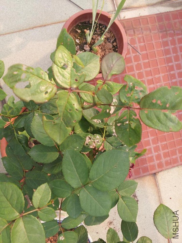 Ҷ�ӱ�ҧ���������