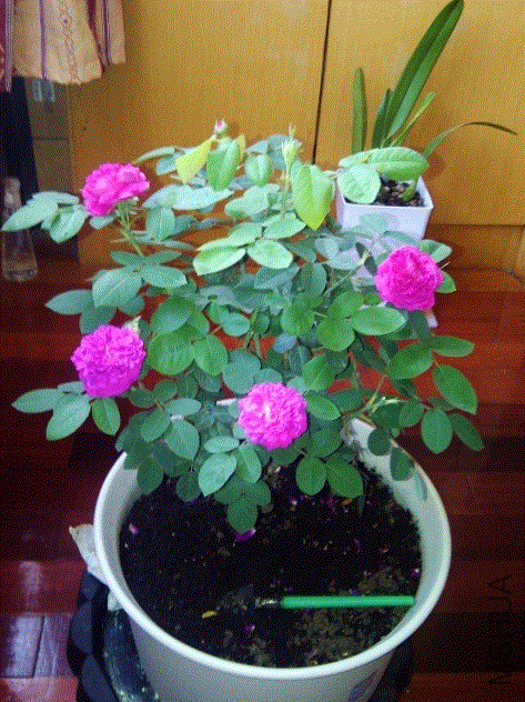 IMG-20130502-00231 (480x640).gif