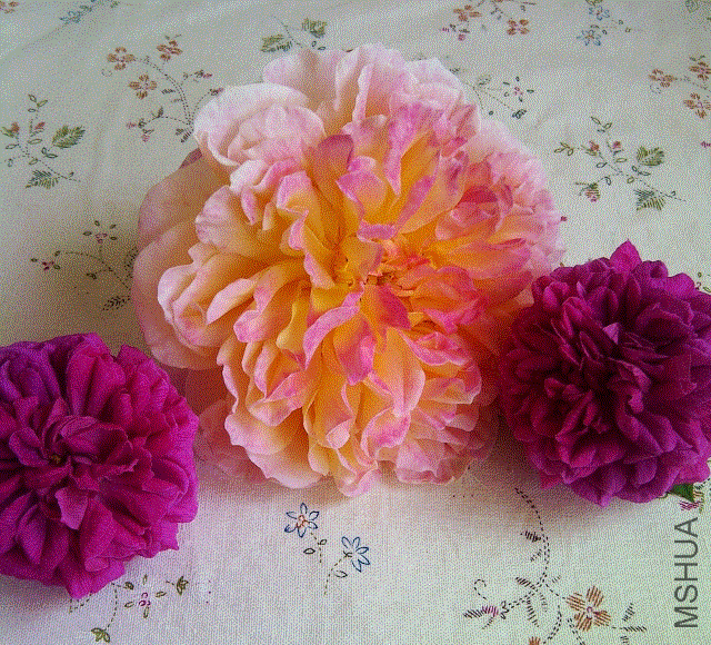 IMG-20130503-00237 (640x580).gif