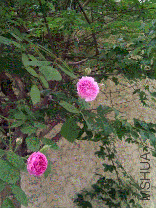 IMG-20130504-00245 (480x640).gif