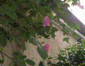 IMG-20130504-00248 (480x640).gif