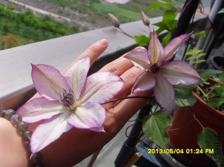 QQ��ͼ20130505182559.jpg
