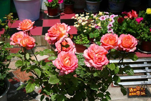 ��Ƭ 002_����.jpg