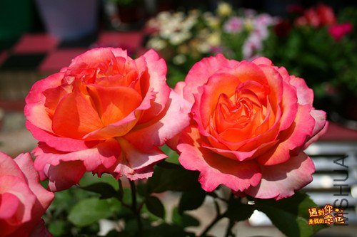 ��Ƭ 004_����.jpg