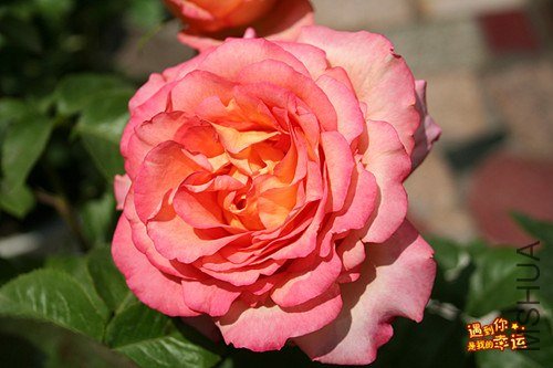 ��Ƭ 010_����.jpg