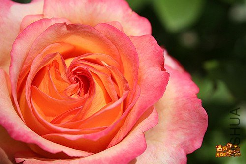 ��Ƭ 012_����.jpg