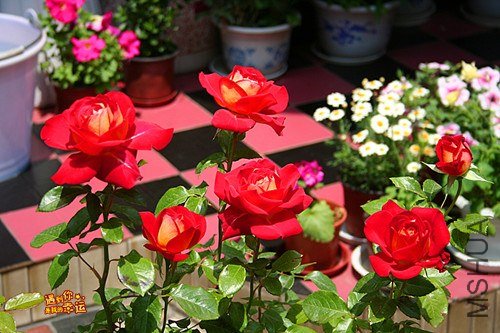 ��Ƭ 016_����.jpg