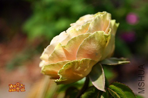 ��Ƭ 097_����.jpg