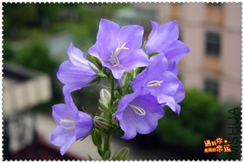 ��Ƭ 245_����.jpg