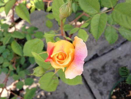 IMG_0603.jpg