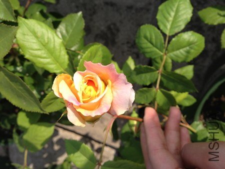 IMG_0605.jpg