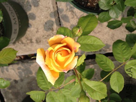 IMG_0607.jpg