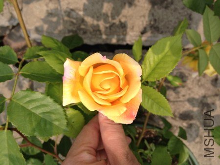 IMG_0608.jpg