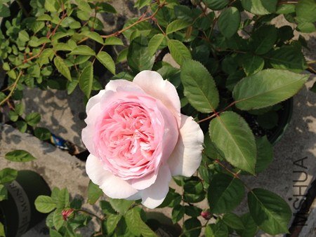 IMG_0619.jpg