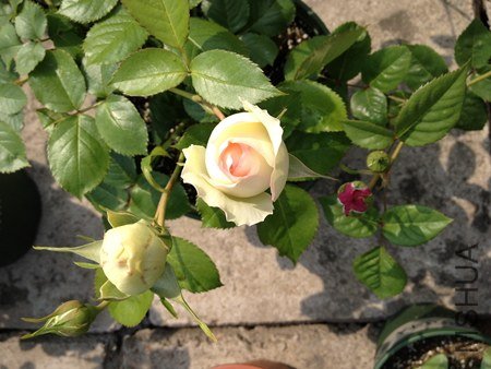 IMG_0624.jpg