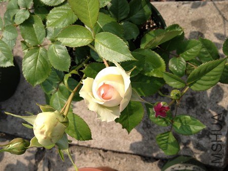 IMG_0625.jpg