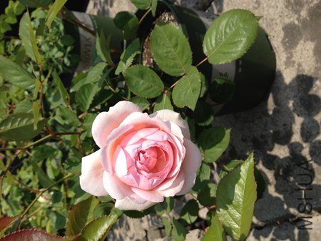 IMG_0634.jpg