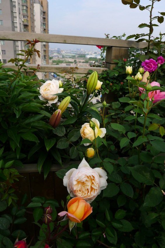 P1130200.JPG