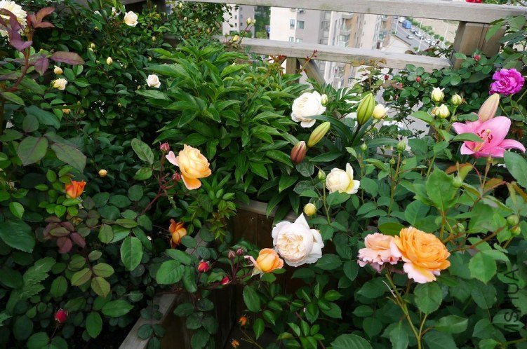 P1130201.JPG