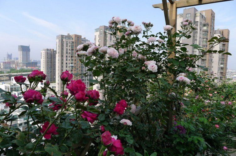 P1130243.JPG