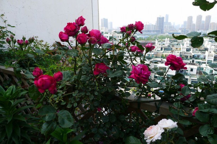 P1130248.JPG