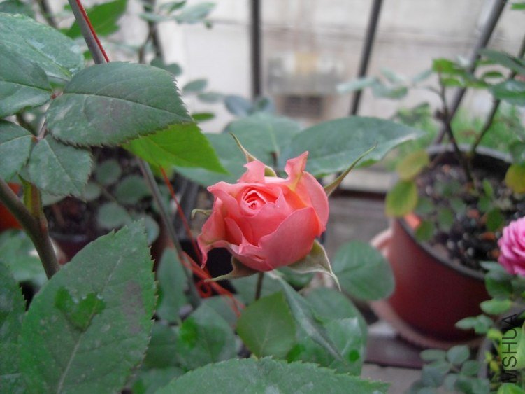 SDC17944.JPG