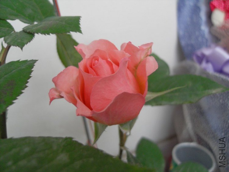 SDC17962.JPG
