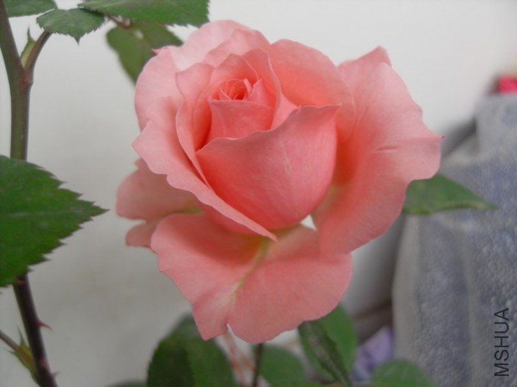 SDC18056.JPG