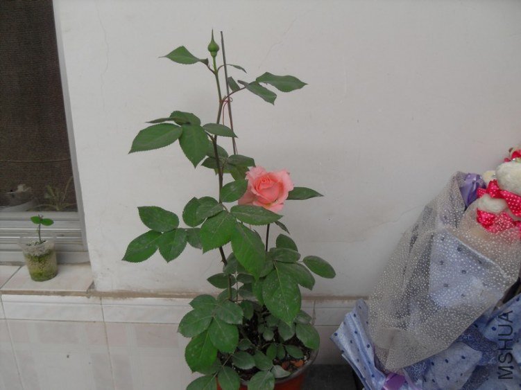 SDC18059.JPG