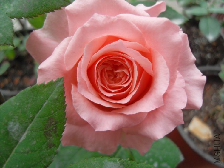 SDC18129.JPG